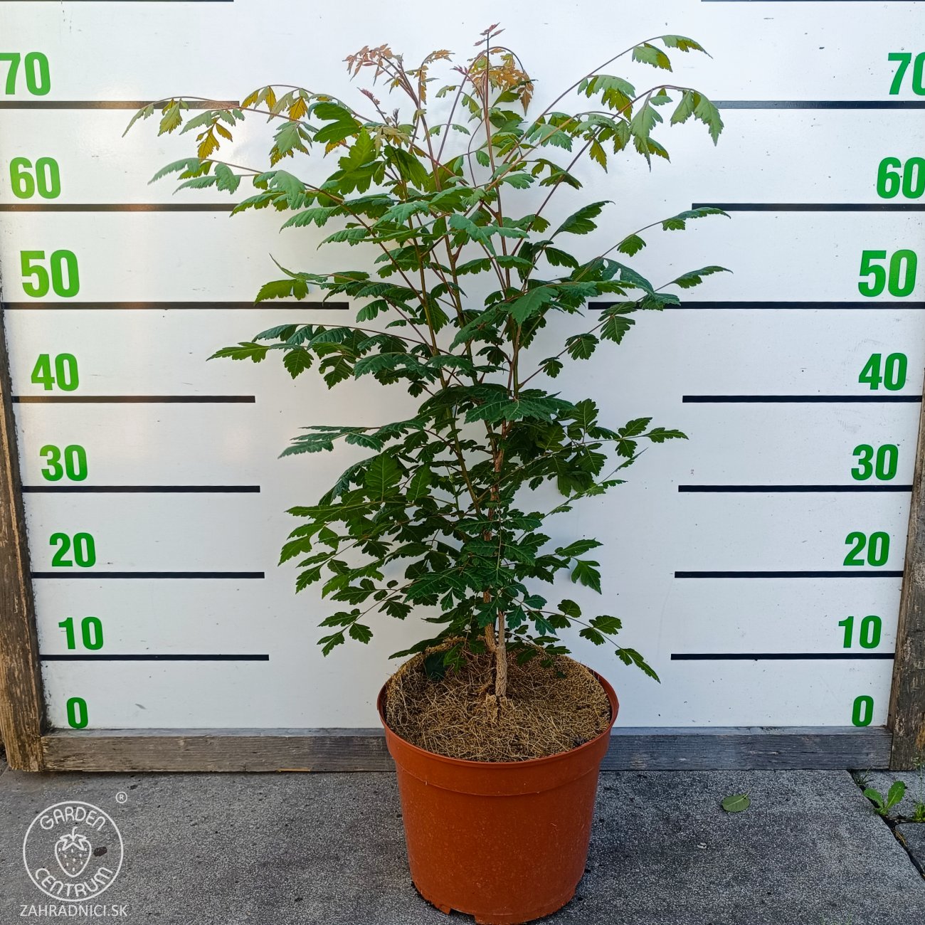 Obrázok Jaseňovec metlinatý (Koelreuteria paniculata) – výška 50-70 cm, kont. C5L